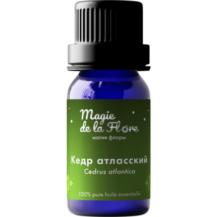 кедр атласский