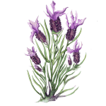 ЛАВАНДА СТЭХАДСКАЯ, <em>Lavandula stoechas</em>