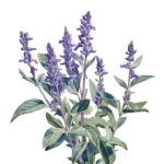 ШАЛФЕЙ ЛАВАНДОЛИСТНЫЙ, <em>Salvia lavandulifolia</em>