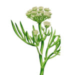 КРИТМУМ, <em>Crithmum maritimum</em>