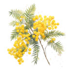 МИМОЗА, <em>Acacia dealbata, absolu (Florihana)</em>