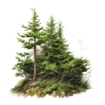 ПИХТА СИБИРСКАЯ, <em>Abies sibirica</em>