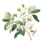 ТАМАНУ, <em>Calophyllum inophyllum</em>