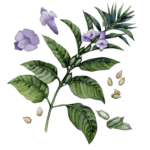 КУНЖУТ, <em>Sesamum indicum</em>