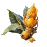 kurkuma
