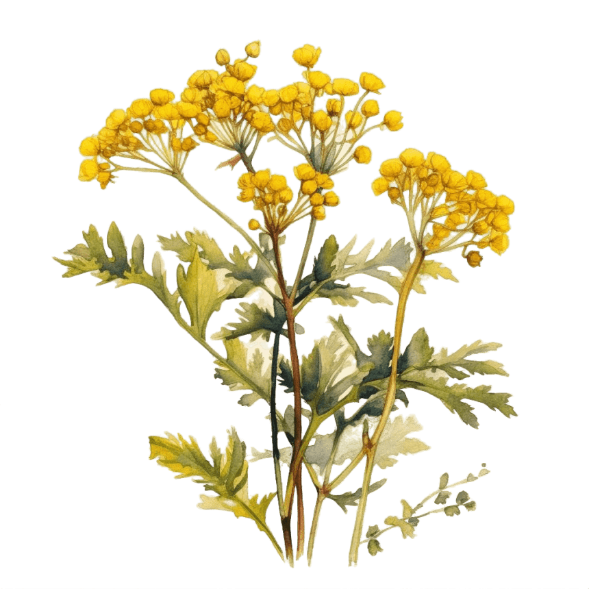 Helichrysum Italicum. Бессмертник рисунок. 100 Берёз почки зверобой бессмертник Ромашка. Гелихризум Королевский.