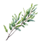 чайное дерево