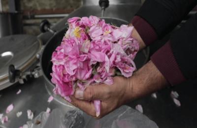 Лепестки и бутоны роз в руках