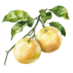 ГРЕЙПФРУТ БЕЛЫЙ